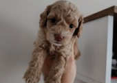 Toy  poodle 3 aylık